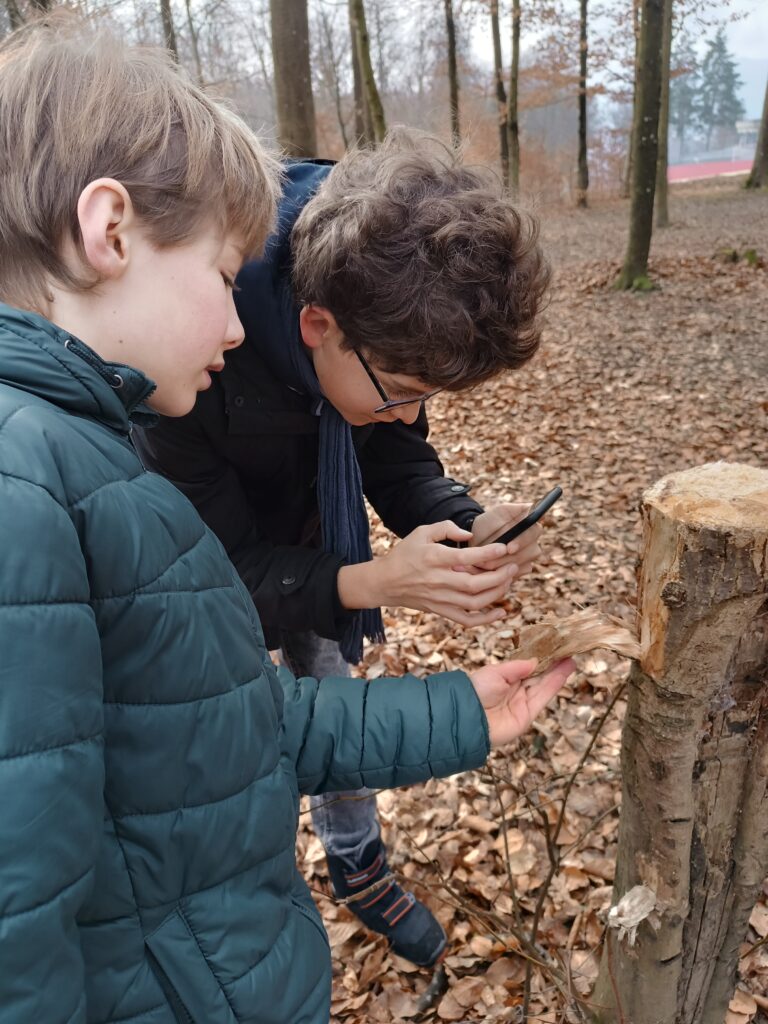 Makro-Fotografie im Wald