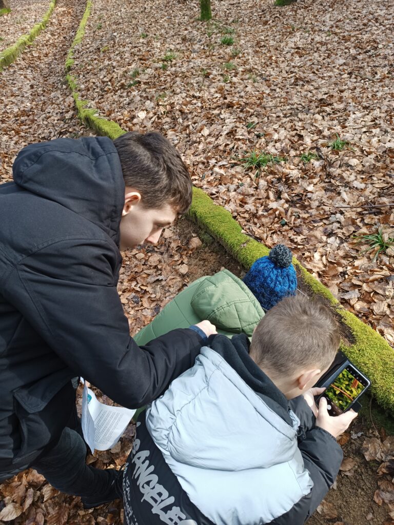 Makro-Fotografie im Wald