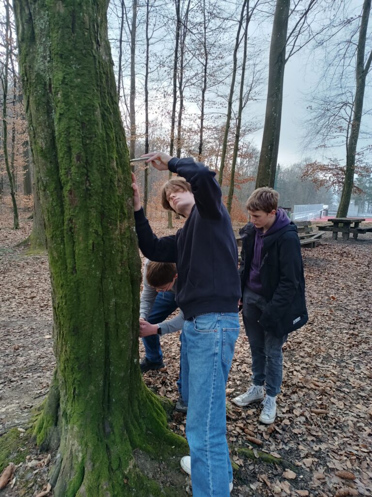 Makro-Fotografie im Wald